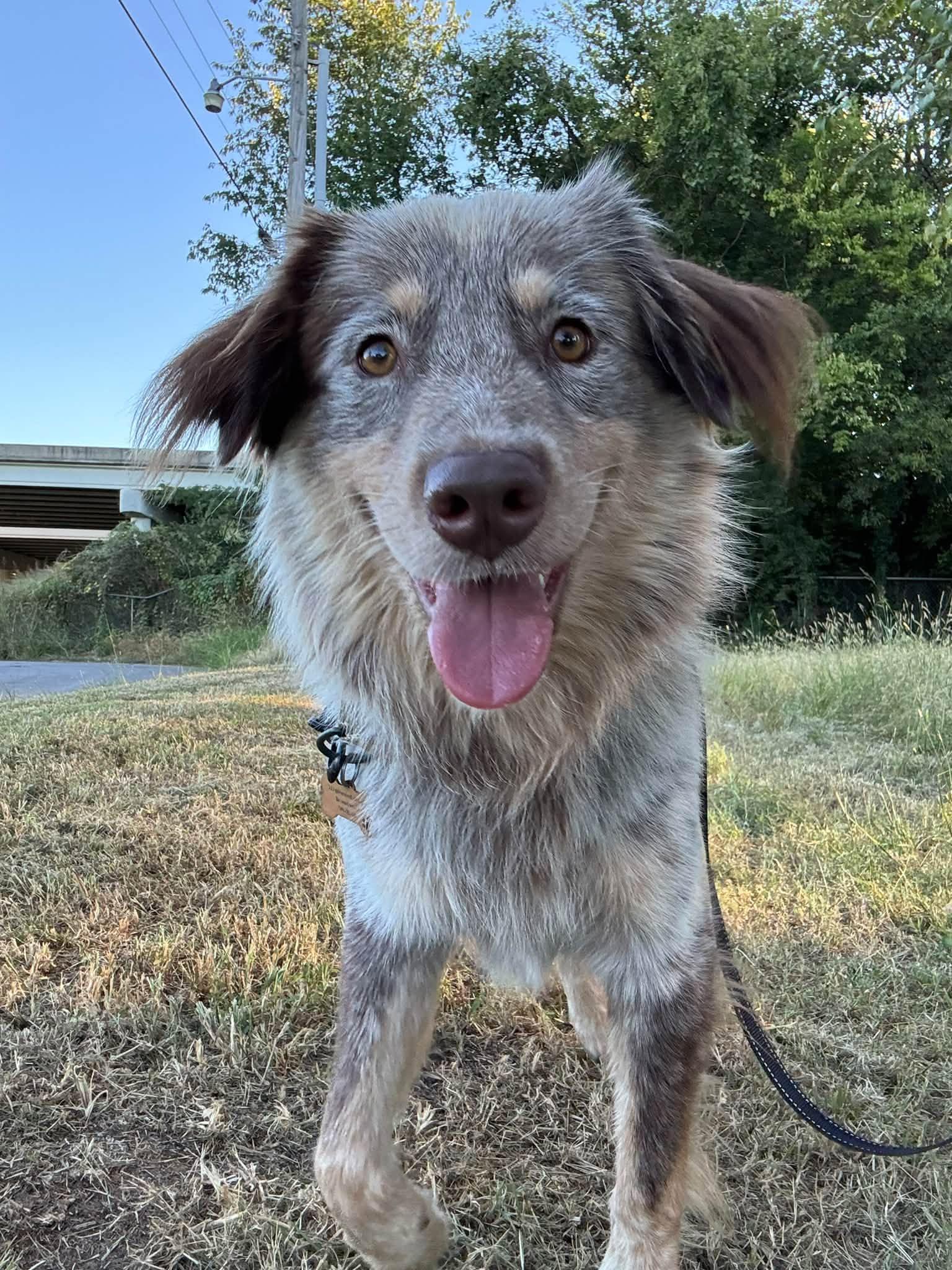 Alf, Adopted, Adult Male Mixed Breed.