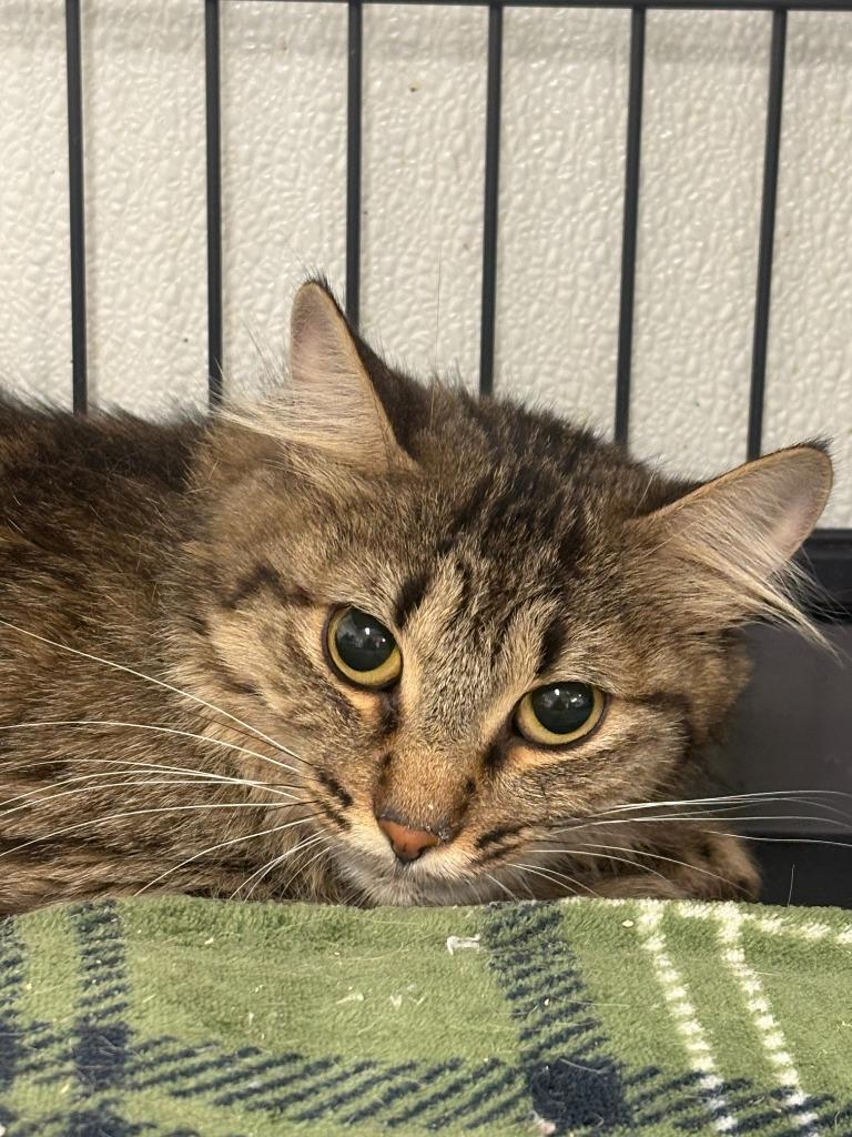 Regan, Adoptable, Young Female Domestic Medium Hair.