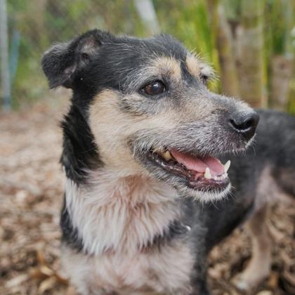 Enlarge Jayda, a Adoptable mixed breed in Largo, FL image 1/3
