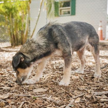 Enlarge Jayda, a Adoptable mixed breed in Largo, FL image 2/3
