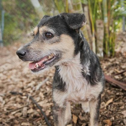 Enlarge Jayda, a Adoptable mixed breed in Largo, FL image 3/3