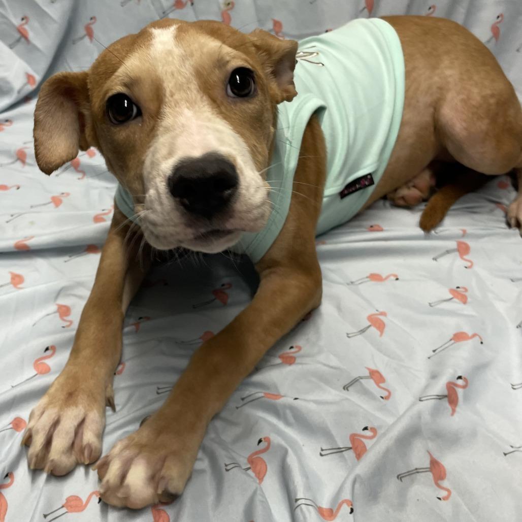 Ethel, Adoptable, Young Female Mixed Breed.