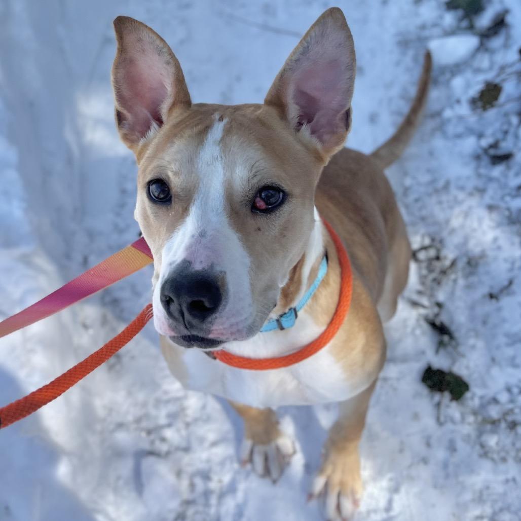 Enlarge Ethel, a Adoptable Mixed Breed in Westhampton, NY image 1/6