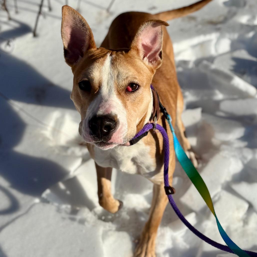 Enlarge Ethel, a Adoptable Mixed Breed in Westhampton, NY image 4/6