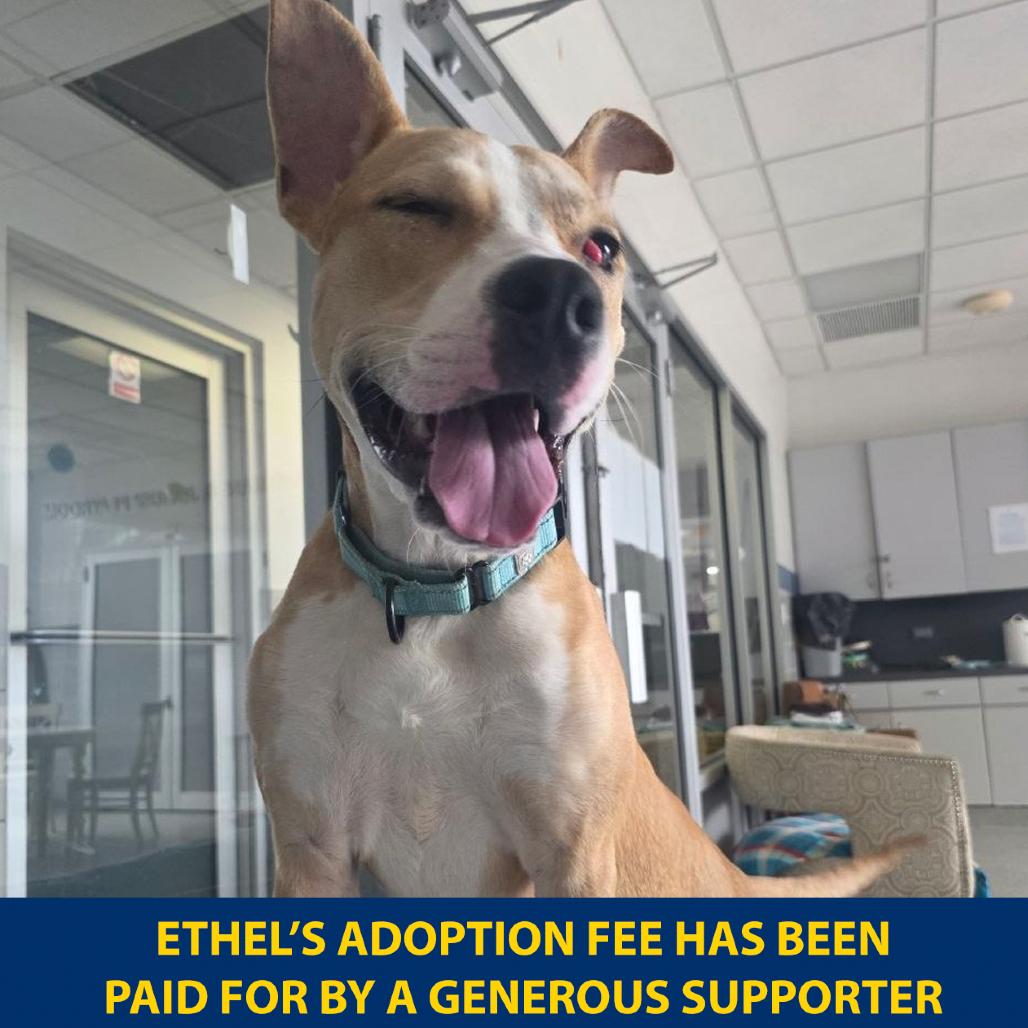 Enlarge Ethel, a Adoptable Mixed Breed in Westhampton, NY image 5/6