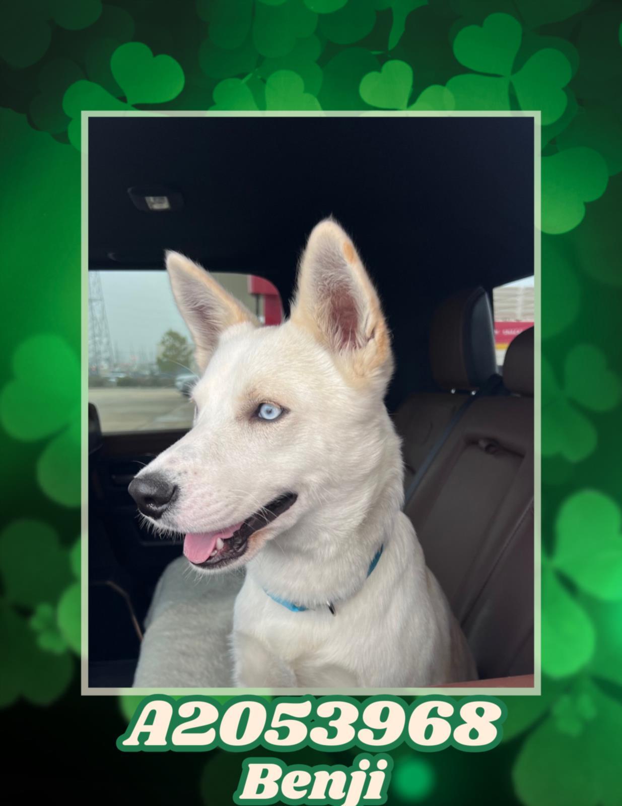 Enlarge BENJI, a Adoptable mixed breed in Houston, TX image 1/1