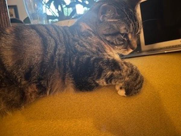 Enlarge Kiisu, a Adoptable mixed breed in Skillman, NJ image 1/6