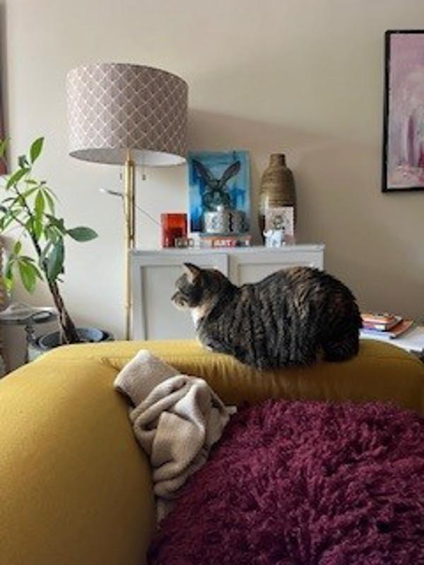 Enlarge Kiisu, a Adoptable mixed breed in Skillman, NJ image 2/6