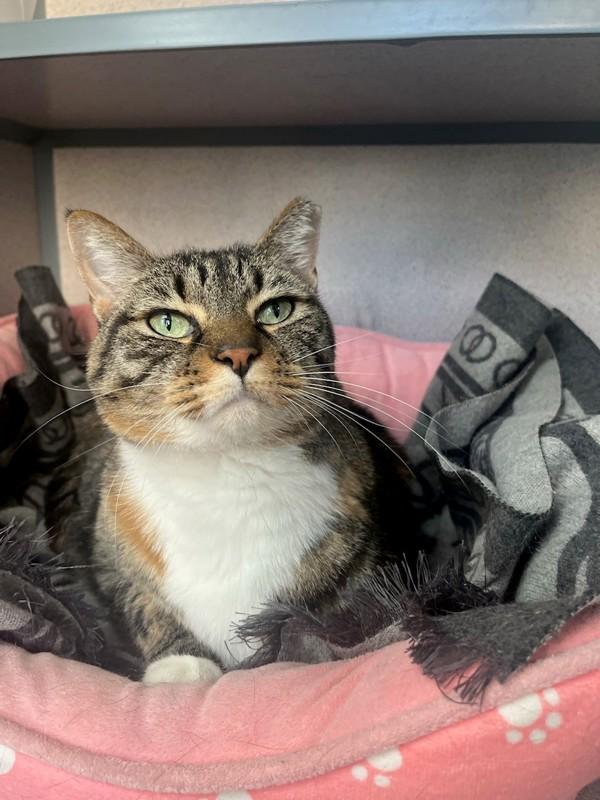 Kiisu, Adoptable, Adult Female Domestic Short Hair.