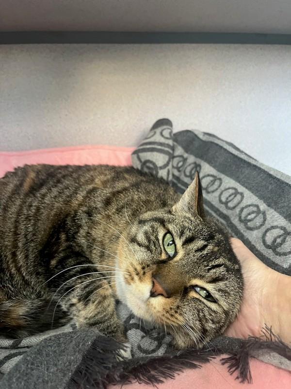 Enlarge Kiisu, a Adoptable mixed breed in Skillman, NJ image 4/6