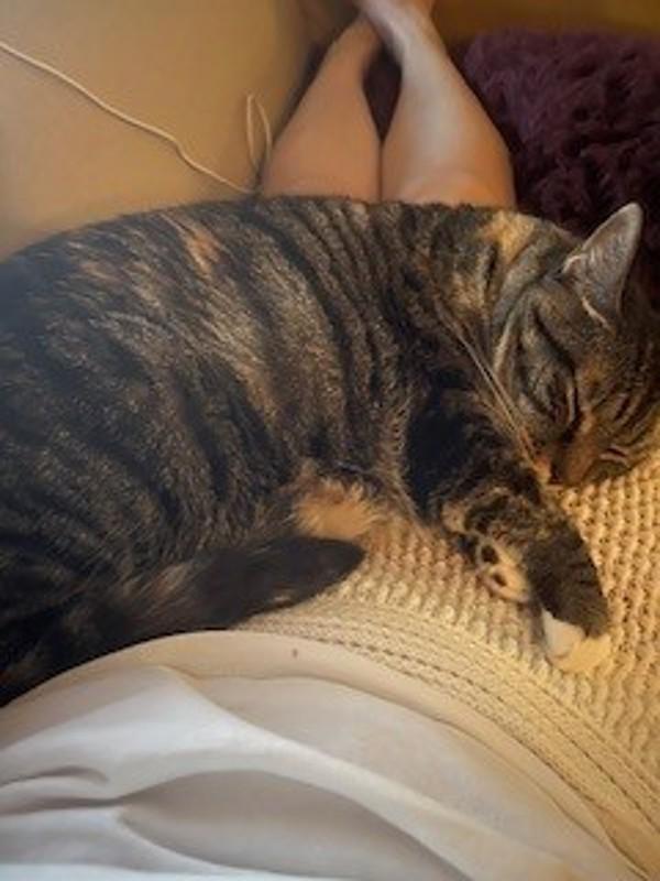 Enlarge Kiisu, a Adoptable mixed breed in Skillman, NJ image 5/6