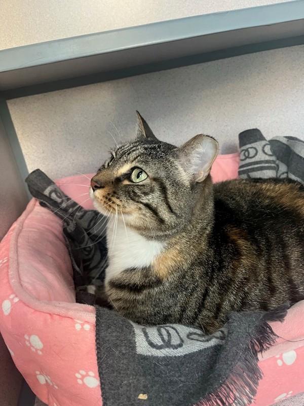 Enlarge Kiisu, a Adoptable mixed breed in Skillman, NJ image 6/6