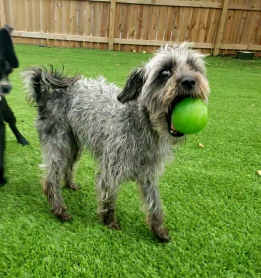 Bubby, an adoptable Schnauzer, Yorkshire Terrier in Anderson, SC, 29622 | Photo Image 1
