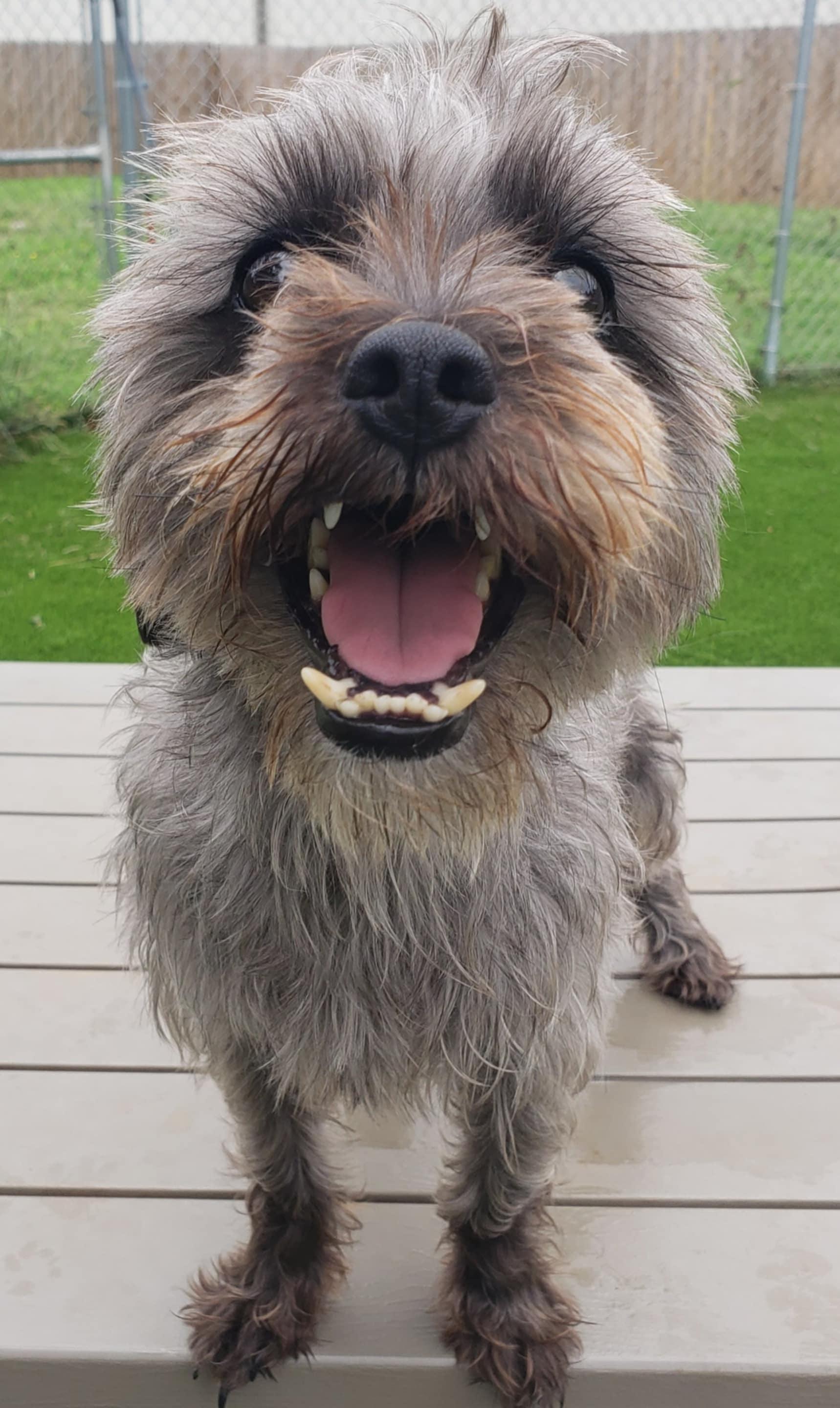 Bubby, an adoptable Schnauzer, Yorkshire Terrier in Anderson, SC, 29622 | Photo Image 2