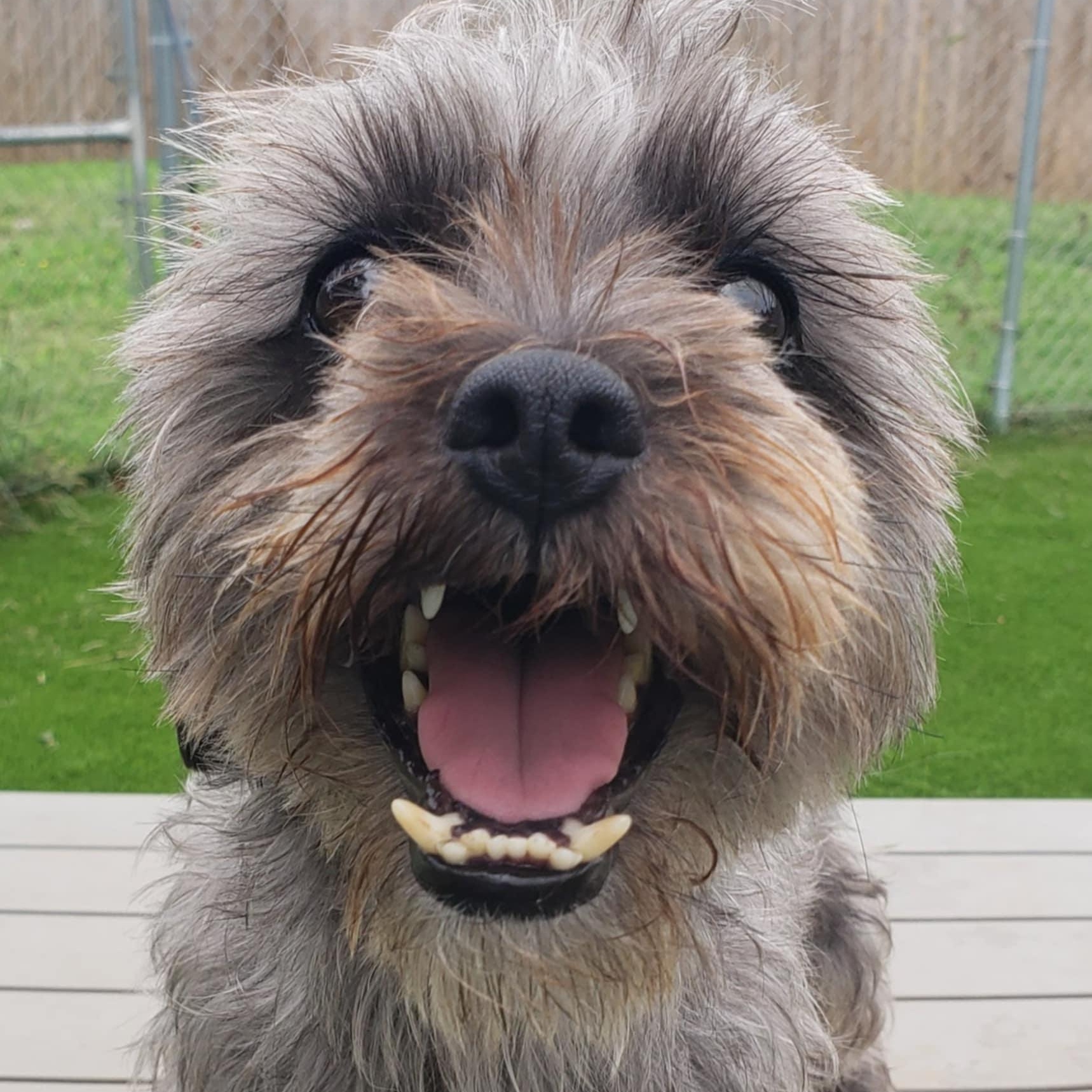 Bubby, a Adoptable mixed breed in Anderson, SC image 2/2