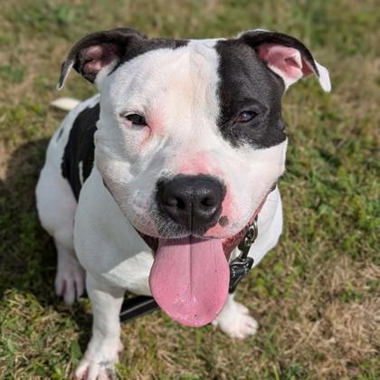 Patches, Adoptable, Adult Male Terrier.