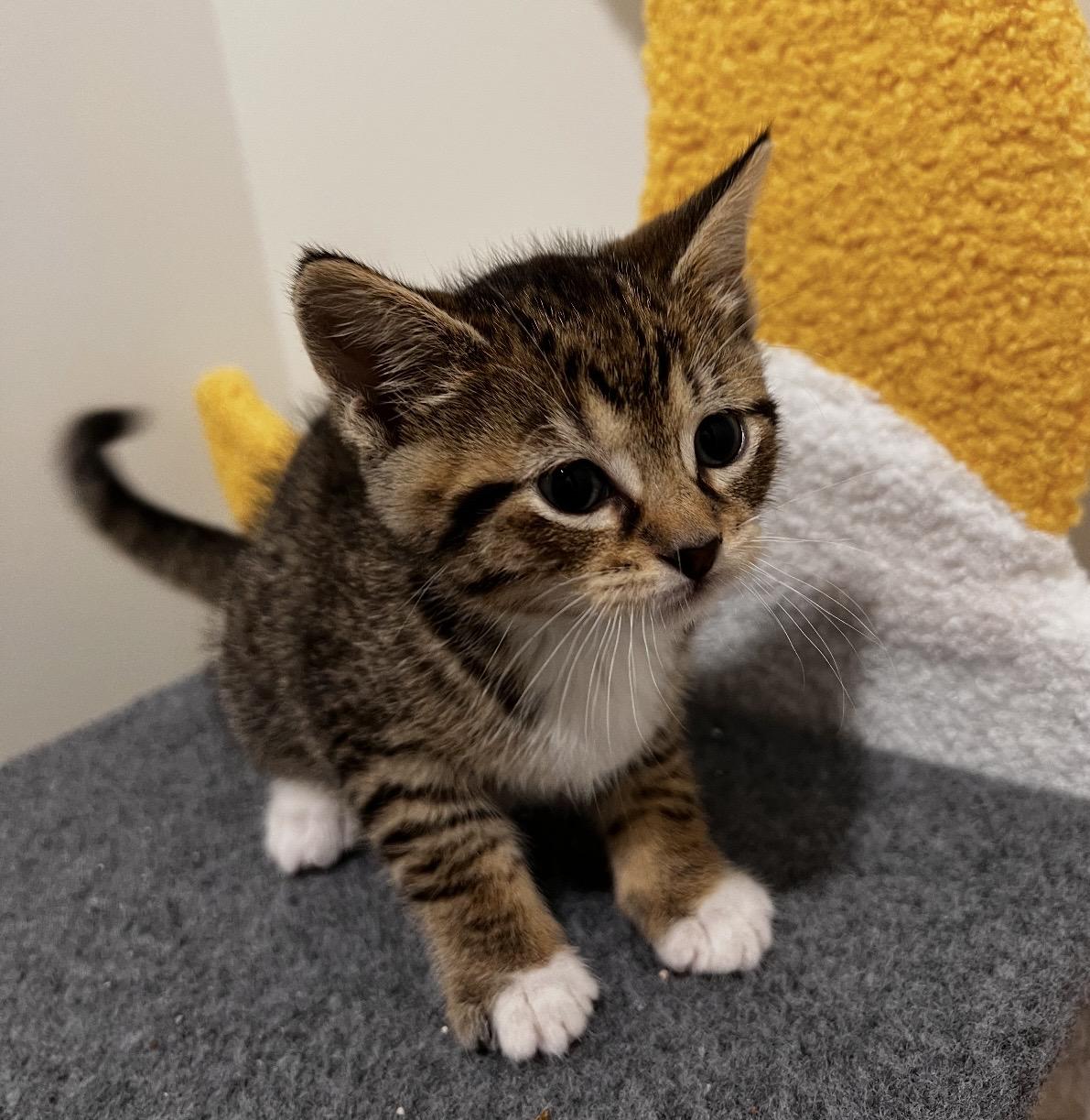 Hersey, ADOPTABLE, Kitten Male Domestic Short Hair.