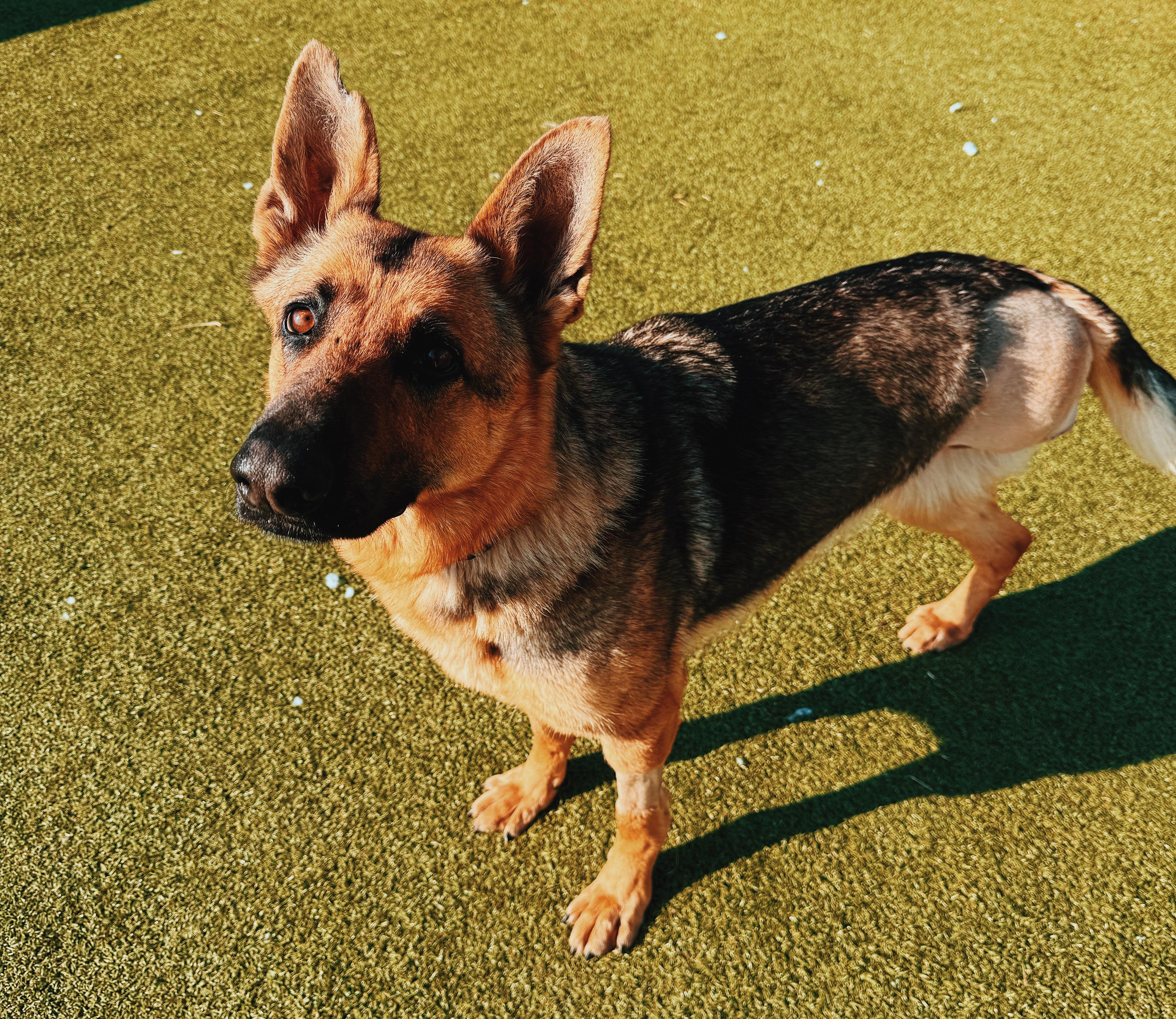 Masey, adoptable, Adult Female German Shepherd Dog.