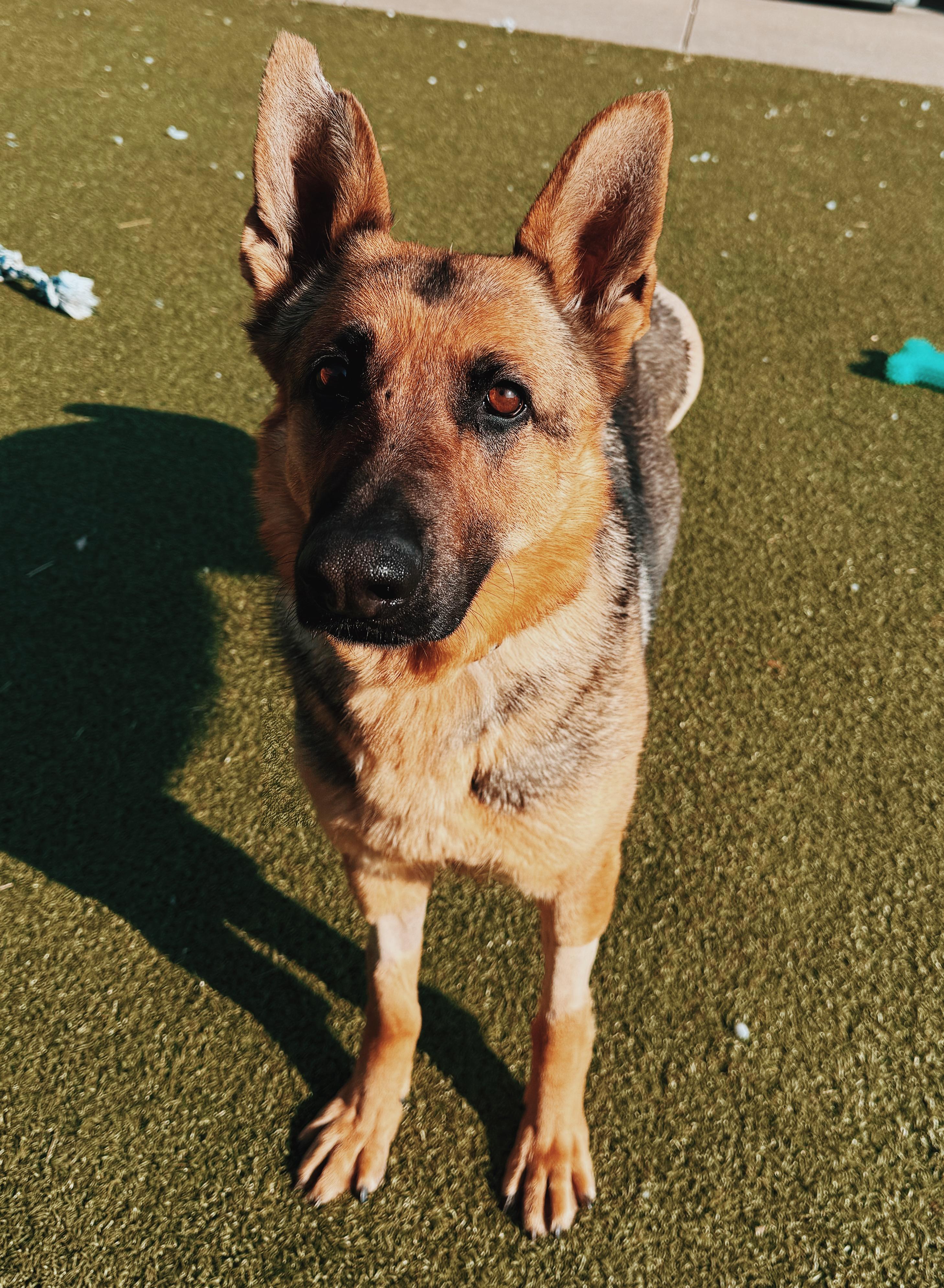 Enlarge Masey, an adoptable German Shepherd Dog in Hays, KS image 2/6