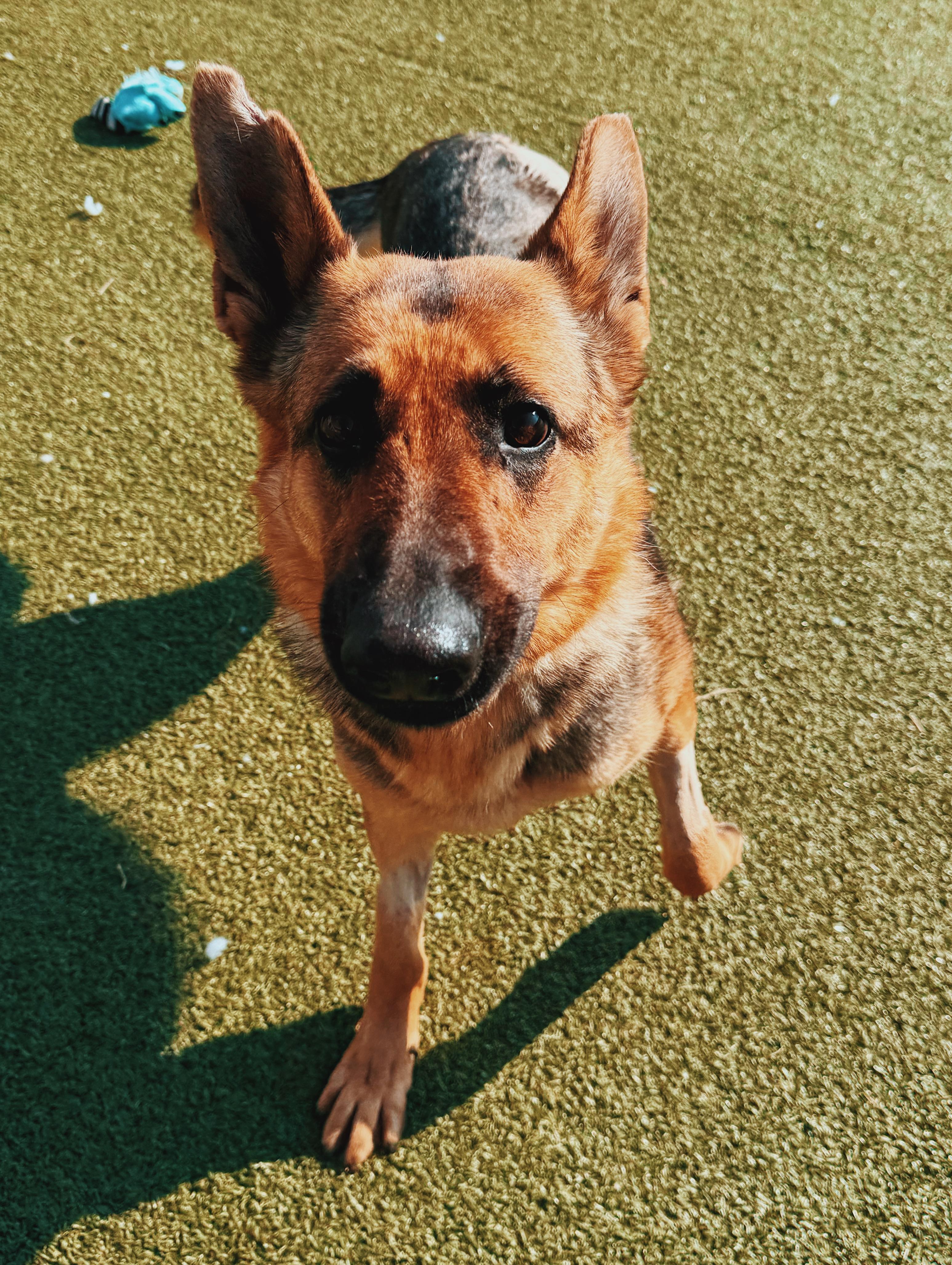 Enlarge Masey, an adoptable German Shepherd Dog in Hays, KS image 4/6