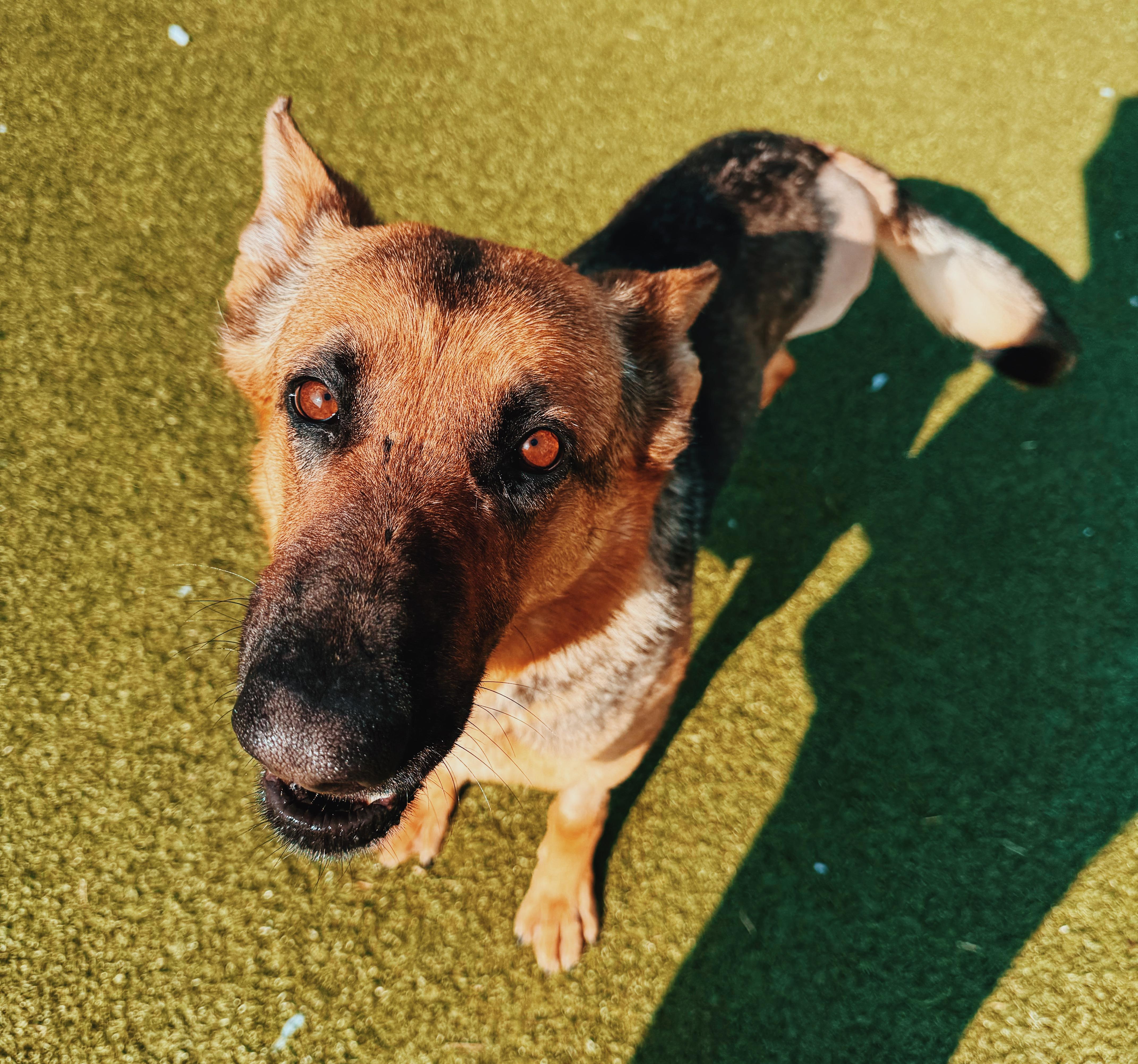 Enlarge Masey, an adoptable German Shepherd Dog in Hays, KS image 3/6