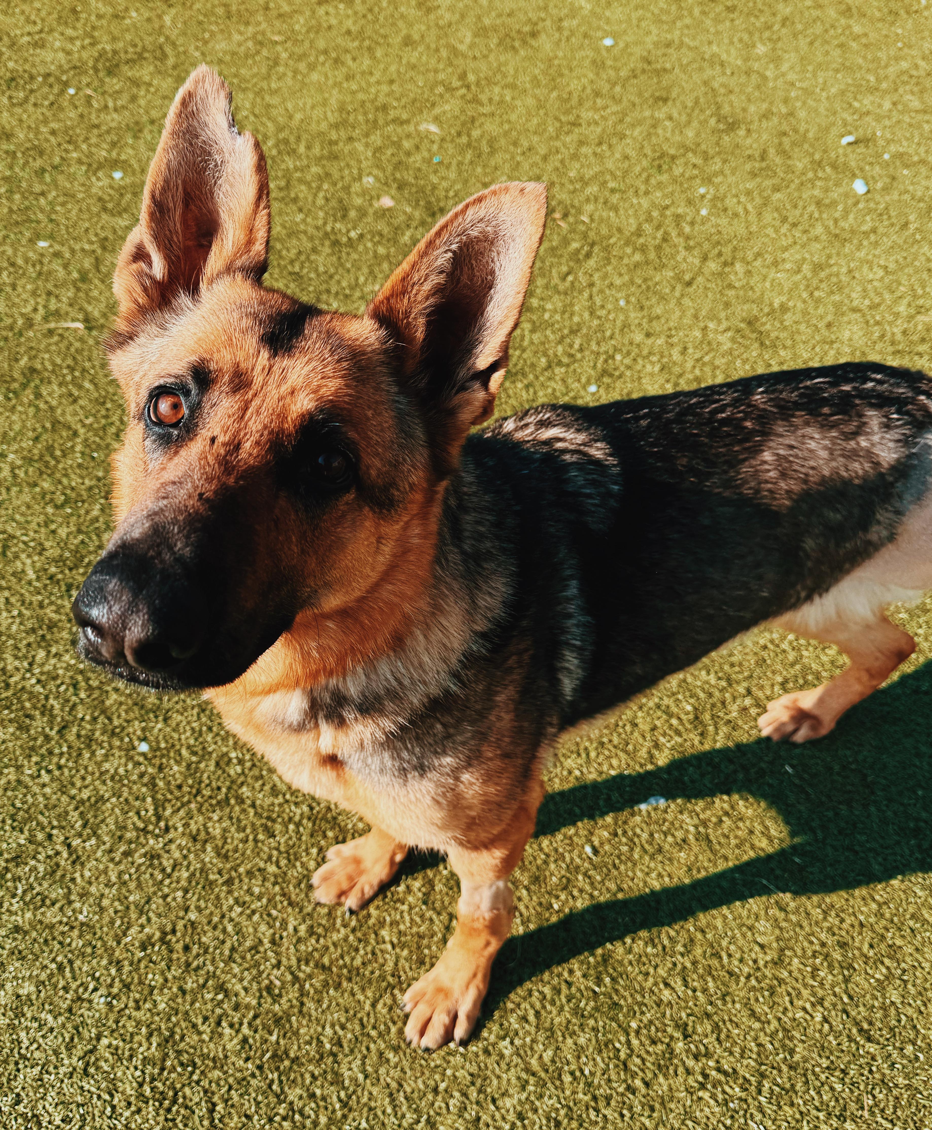 Enlarge Masey, an adoptable German Shepherd Dog in Hays, KS image 5/6