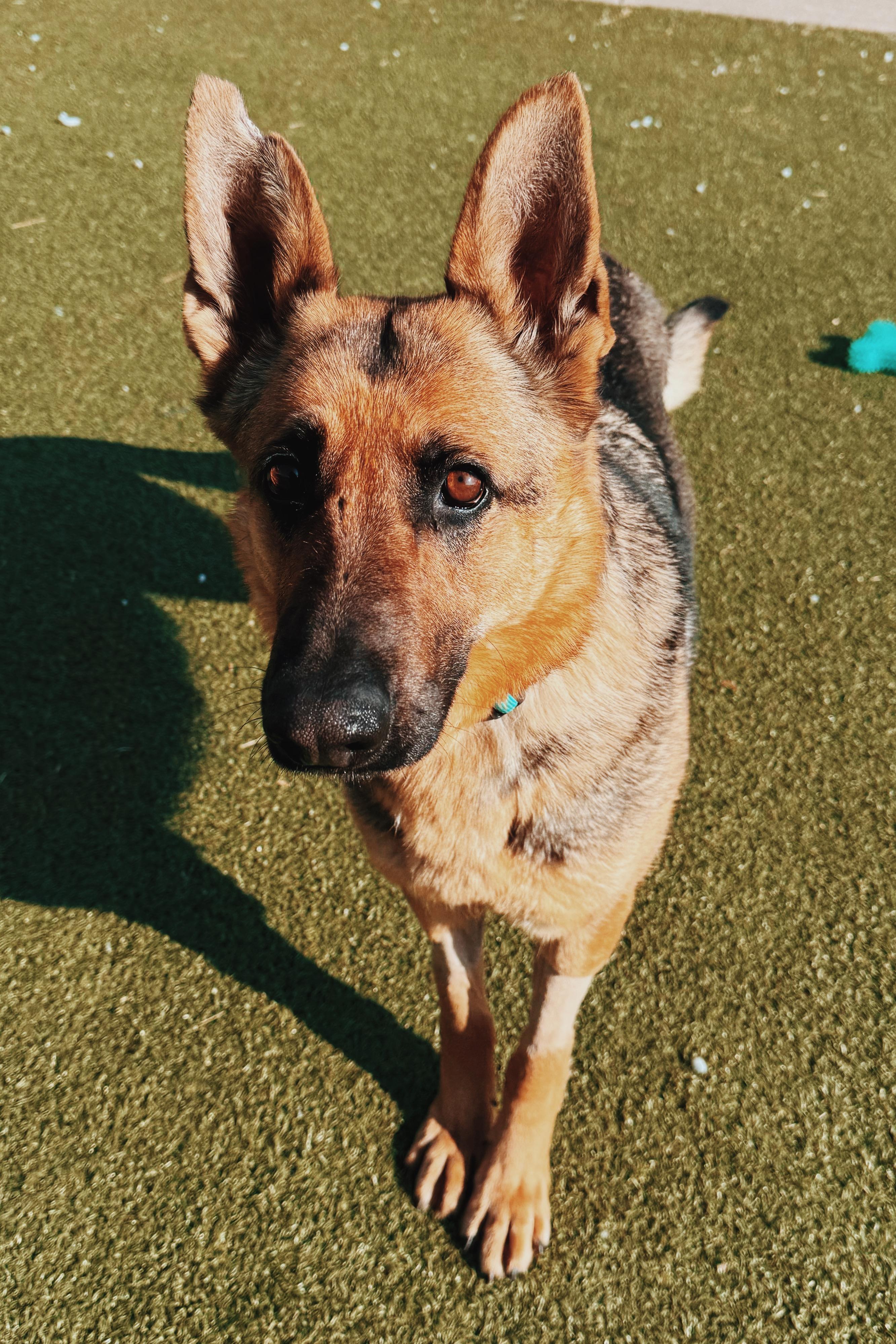 Enlarge Masey, an adoptable German Shepherd Dog in Hays, KS image 6/6