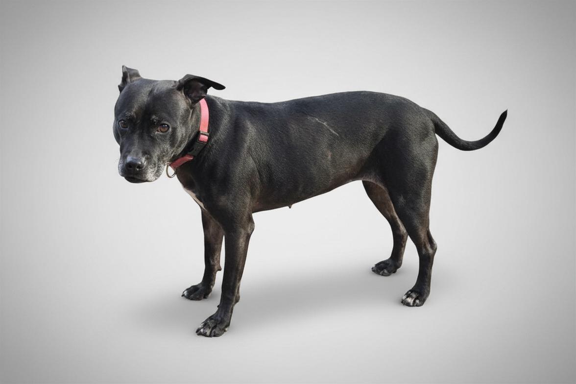 Bella, a ADOPTABLE mixed breed in Puyallup, WA image 1/6