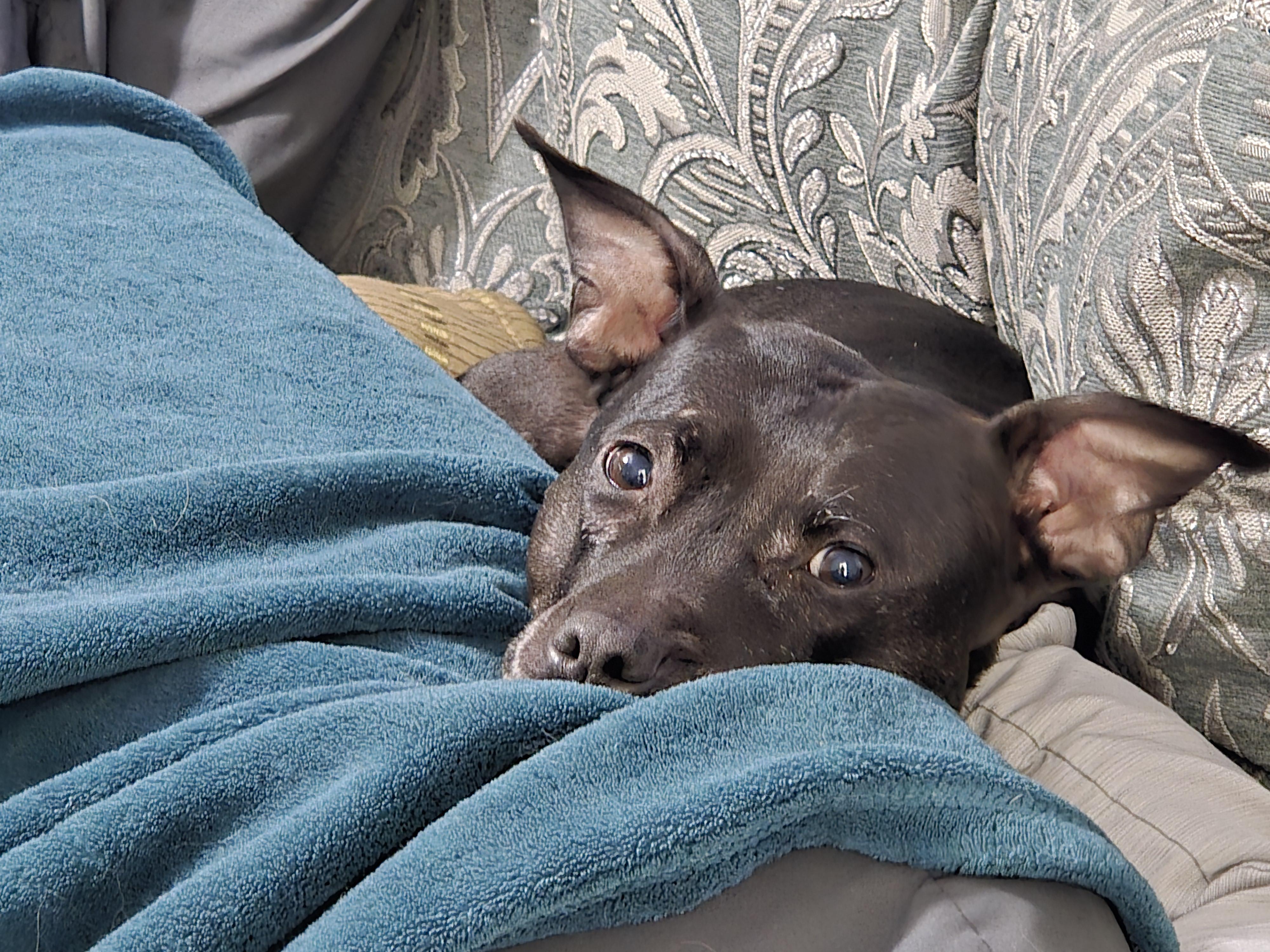 Bella, a ADOPTABLE mixed breed in Puyallup, WA image 2/6
