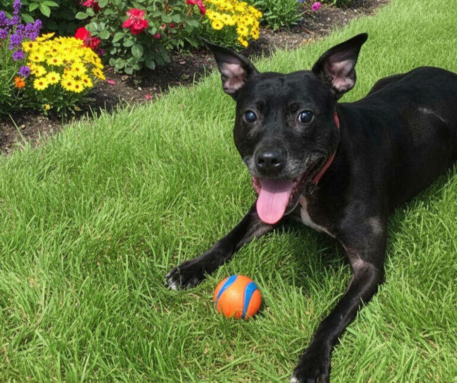 Bella, a ADOPTABLE mixed breed in Puyallup, WA image 5/6