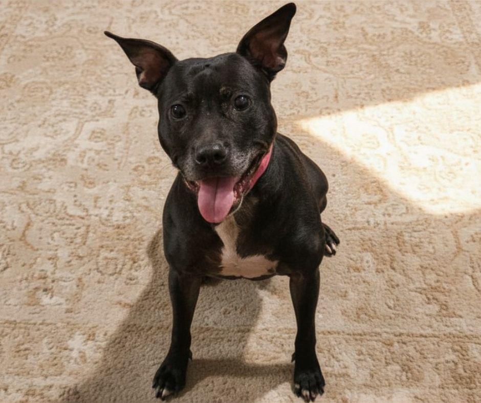 Bella, a ADOPTABLE mixed breed in Puyallup, WA image 4/6