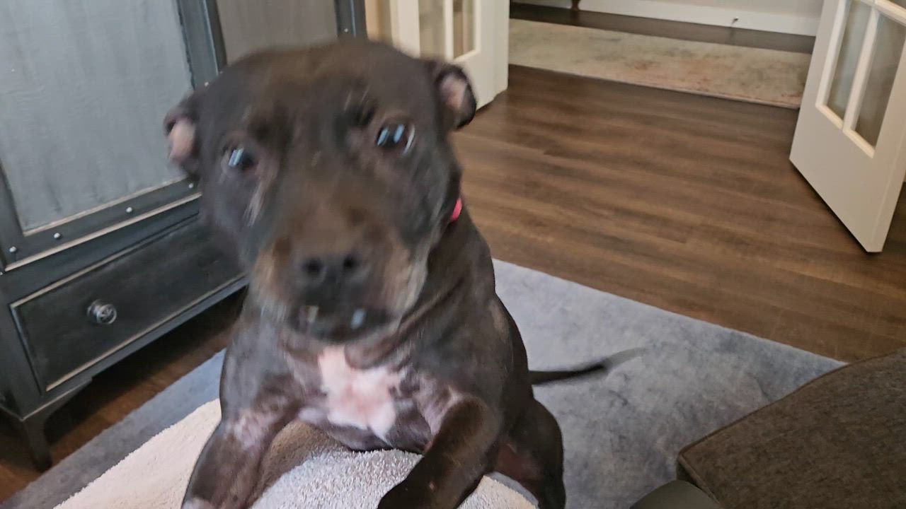 Enlarge Bella, a ADOPTABLE mixed breed in Puyallup, WA video 6/6