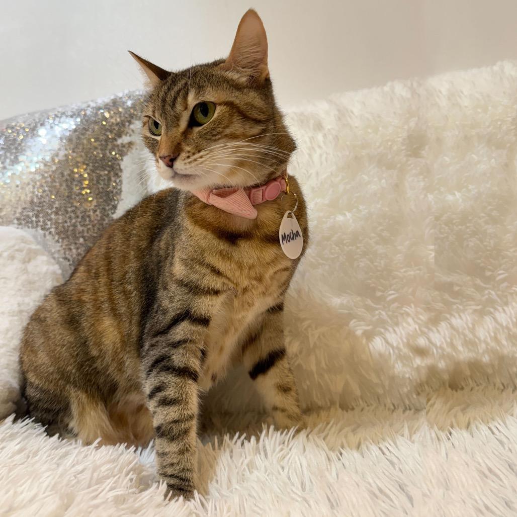 Mocha — thumbnail 2