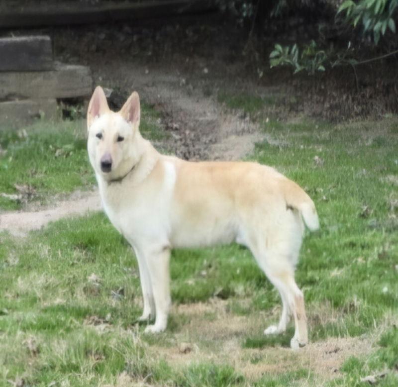 Sloan, Adoptable, Young Male White German Shepherd.