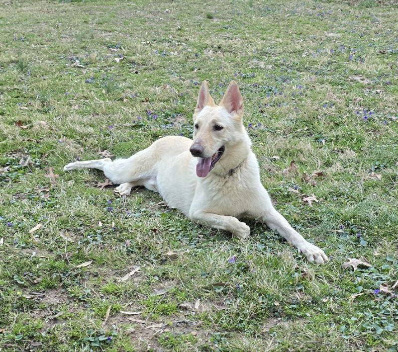 Sloan, a Adoptable White German Shepherd in Winston Salem, NC image 2/3