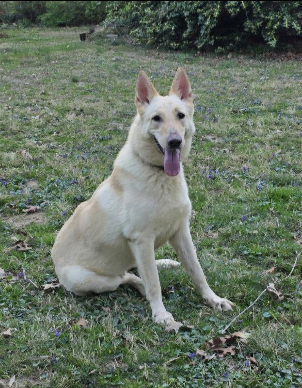 Sloan, a Adoptable White German Shepherd in Winston Salem, NC image 3/3