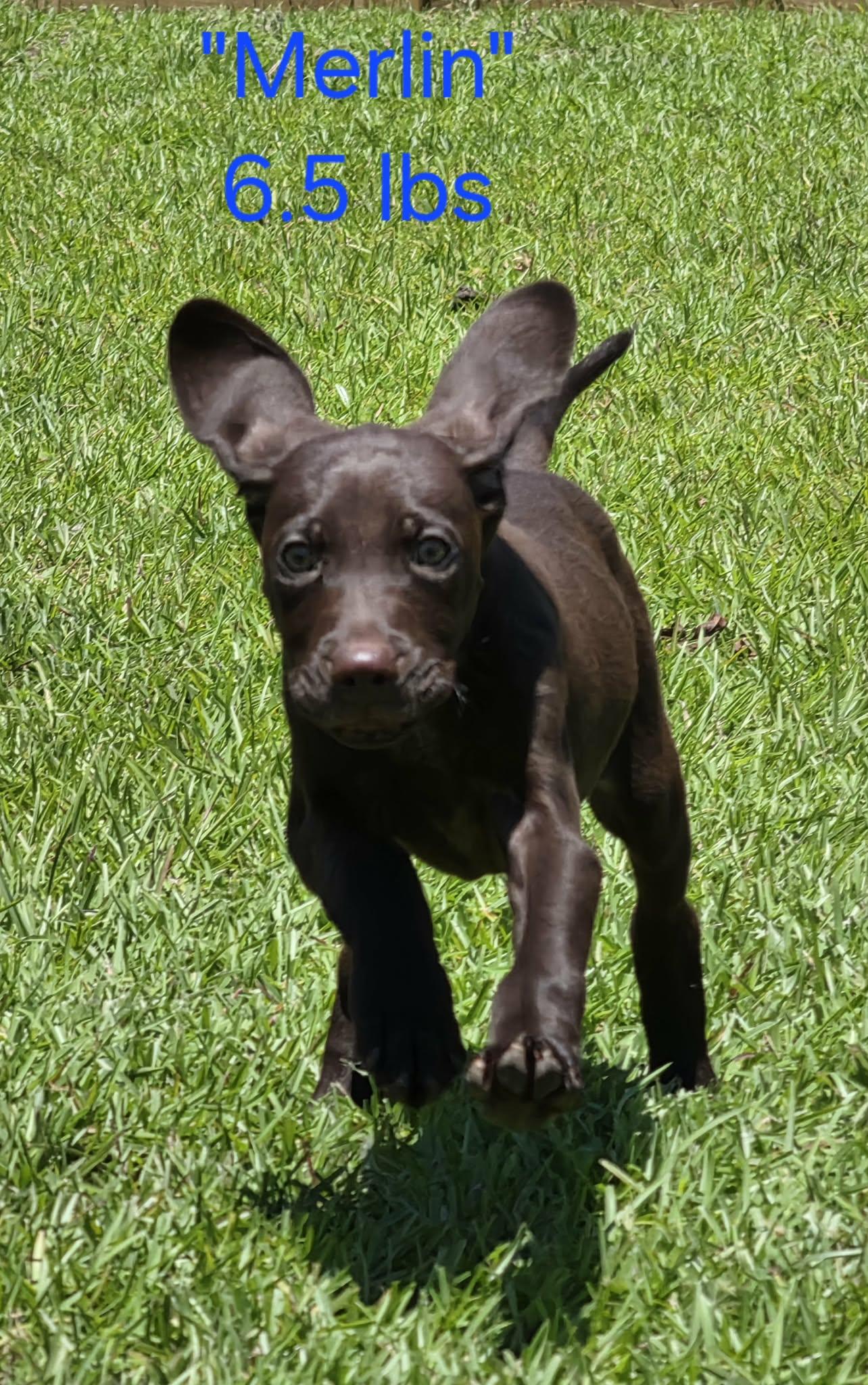 Merlin, a Adoptable German Shorthaired Pointer in Stephens City, VA image 2/2