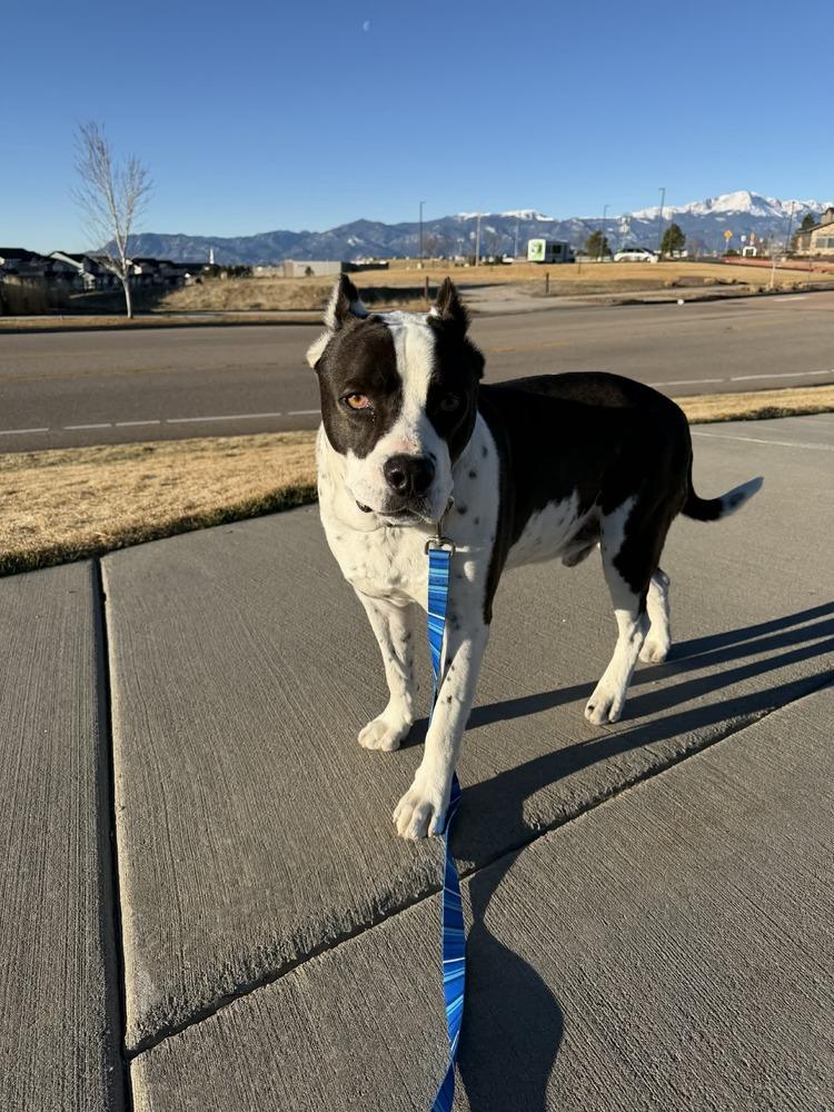 Enlarge Vincent, a Adoptable mixed breed in Colorado Springs, CO image 1/6