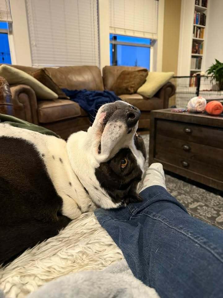 Enlarge Vincent, a Adoptable mixed breed in Colorado Springs, CO image 2/6