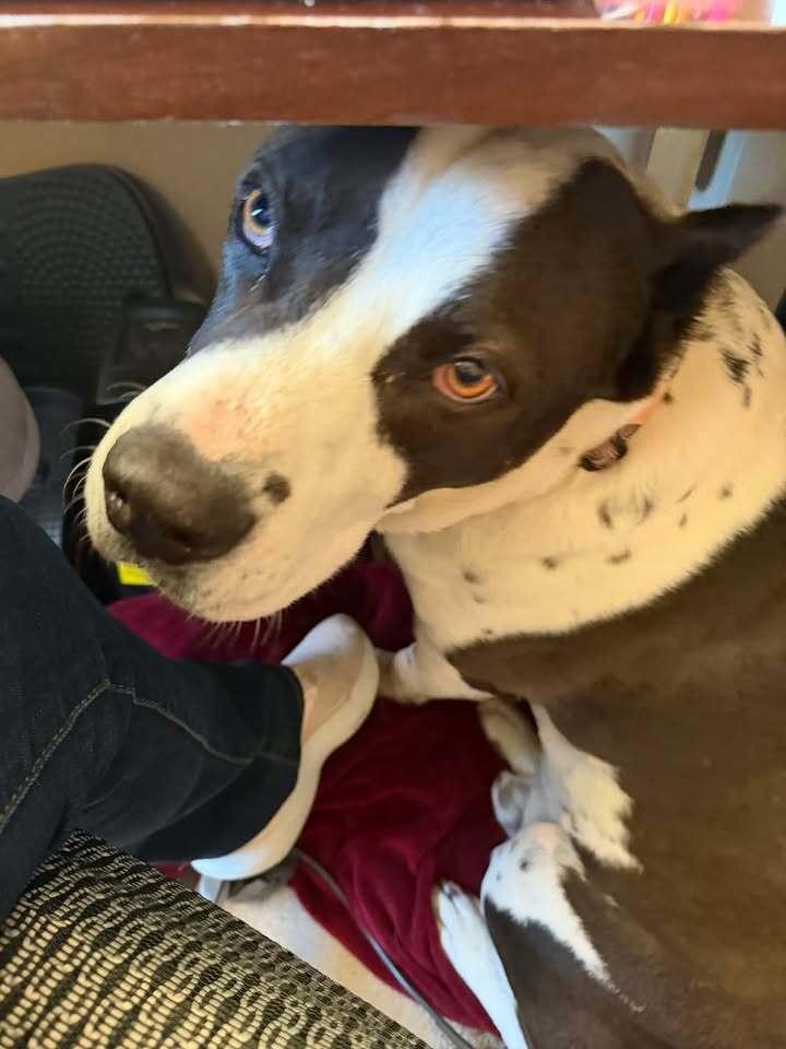 Enlarge Vincent, a Adoptable mixed breed in Colorado Springs, CO image 3/6