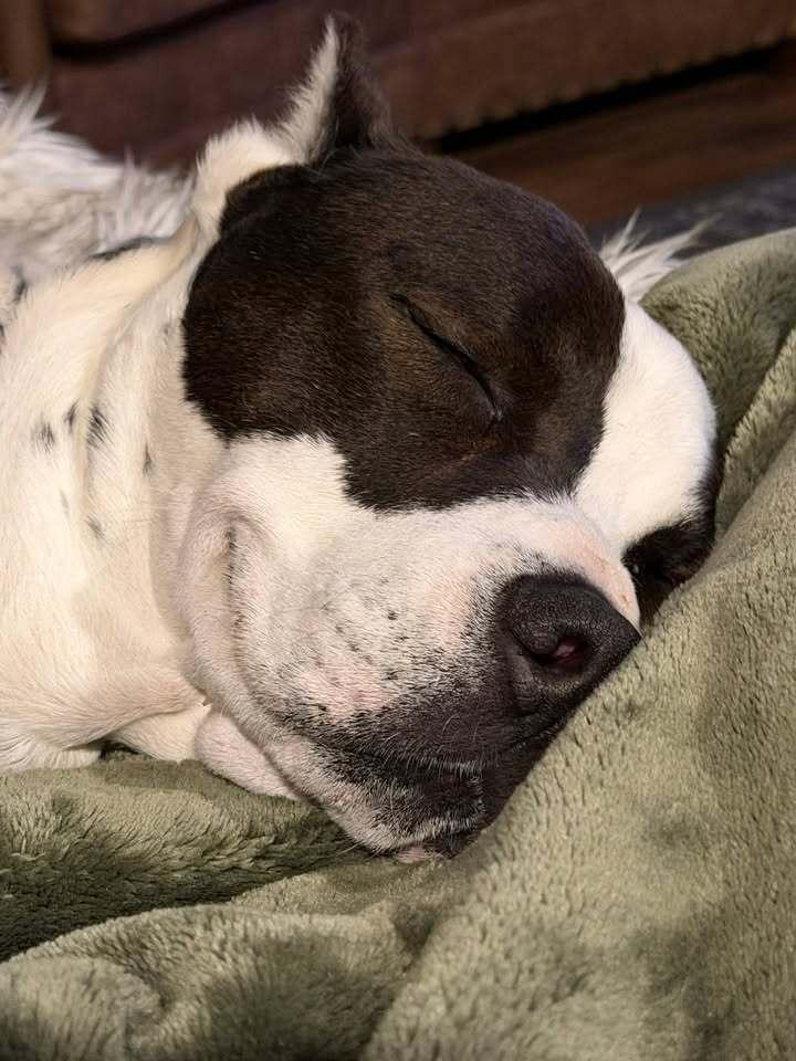 Enlarge Vincent, a Adoptable mixed breed in Colorado Springs, CO image 4/6