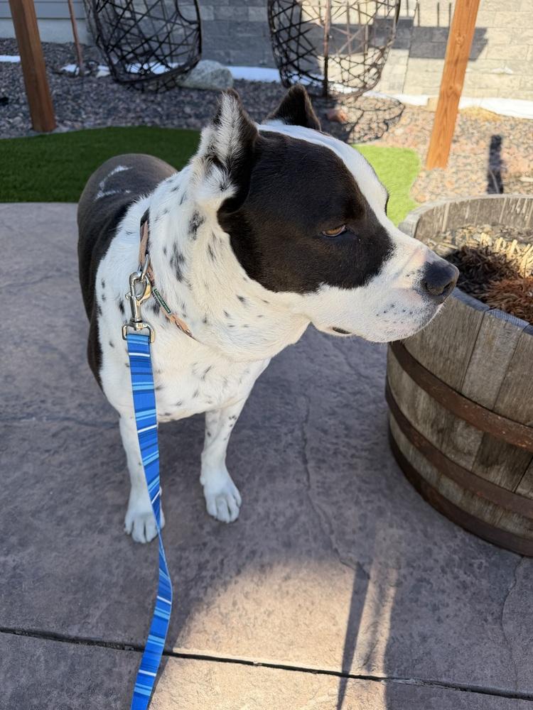 Enlarge Vincent, a Adoptable mixed breed in Colorado Springs, CO image 5/6