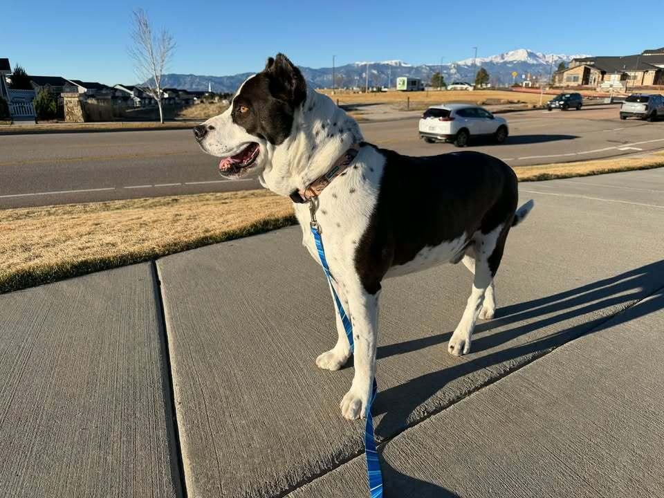 Enlarge Vincent, a Adoptable mixed breed in Colorado Springs, CO image 6/6