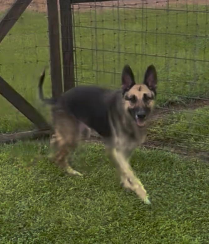 Enlarge Shiloh, a Adoptable German Shepherd Dog in St. Francisville, LA image 1/4