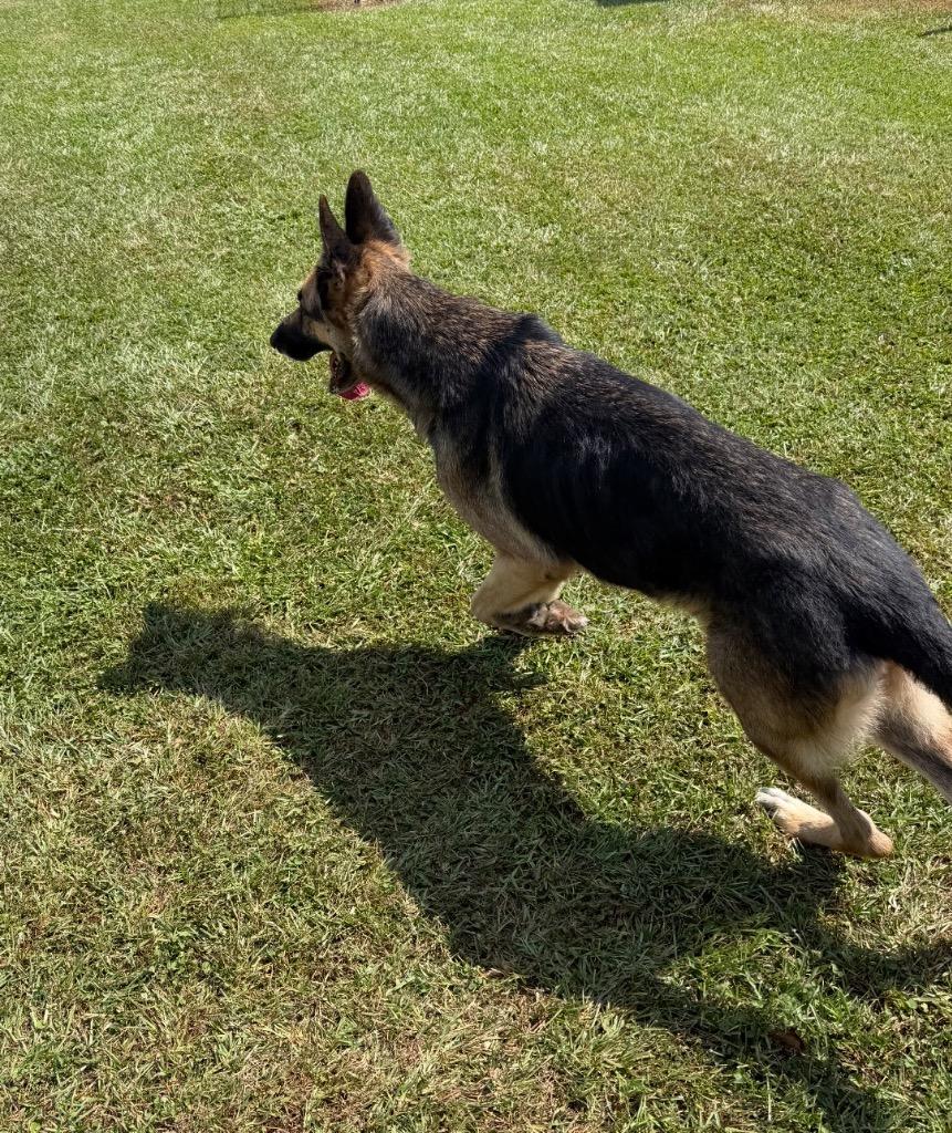 Enlarge Shiloh, a Adoptable German Shepherd Dog in St. Francisville, LA image 2/4