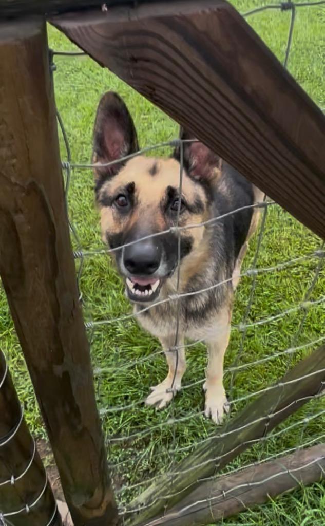 Enlarge Shiloh, a Adoptable German Shepherd Dog in St. Francisville, LA image 3/4