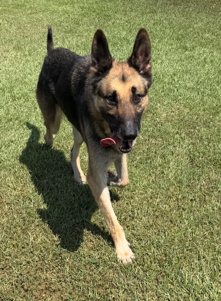 Enlarge Shiloh, a Adoptable German Shepherd Dog in St. Francisville, LA image 4/4