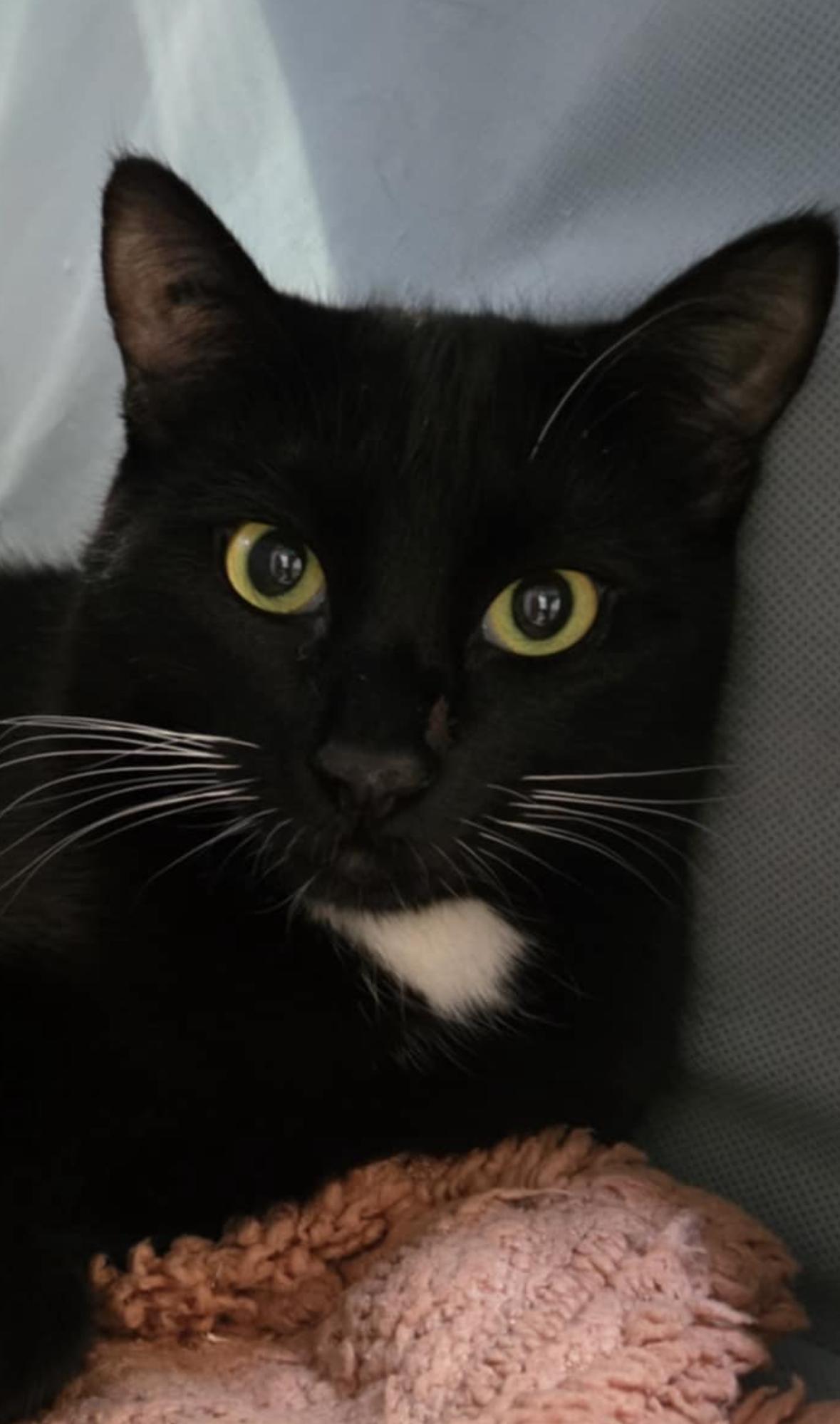 Umbriel, a Adoptable Domestic Short Hair in Courtenay, BC image 1/4