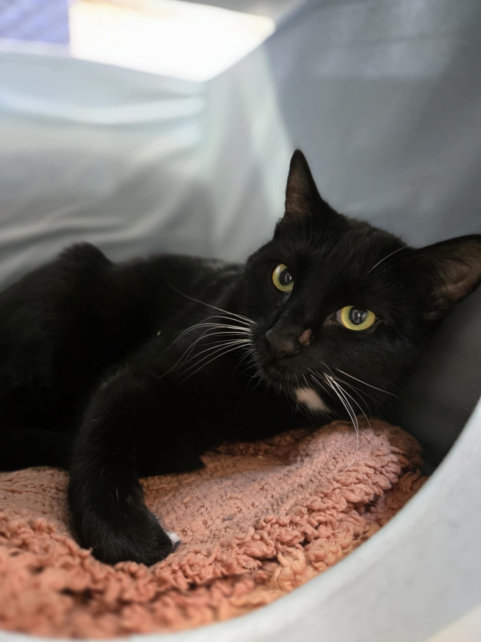 Umbriel, a Adoptable Domestic Short Hair in Courtenay, BC image 4/4