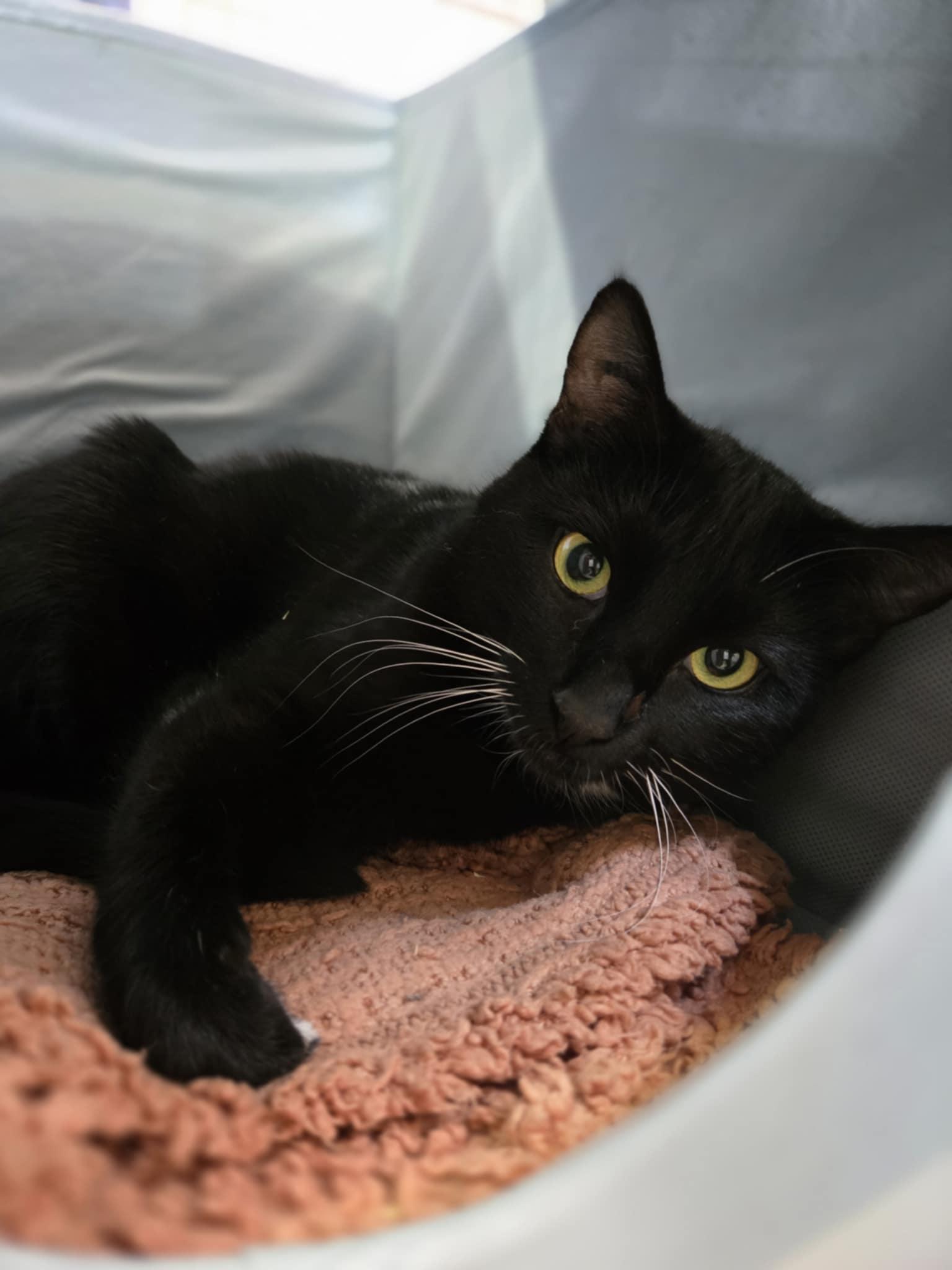 Umbriel, a Adoptable Domestic Short Hair in Courtenay, BC image 2/4